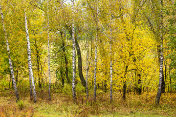 autumn in the forest