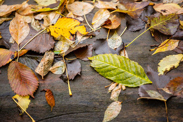 autumn leaves on wooden background