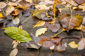 autumn leaves on wooden background