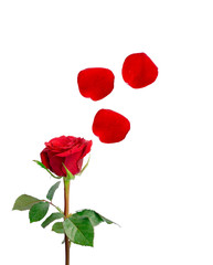 Naklejka premium A bunch of red Rose with green leaves and red petals flying above, isolated on white background, di cut with clipping path, a symbol for valentines day
