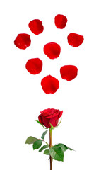 Fototapeta na wymiar A bunch of red Rose with green leaves and red petals flying above, isolated on white background, di cut with clipping path, a symbol for valentines day