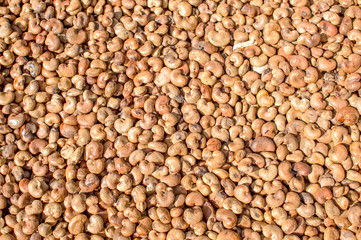 Beans seed abstract background 