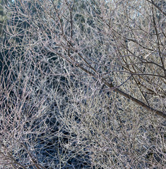 Branches on a tree in hoarfrost