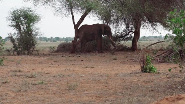 Red elephant rubs back against tree and then walks away. Slow motion video of large elephant with long tusks walking slowly towards right. Tsavo East, Kenya, Africa.