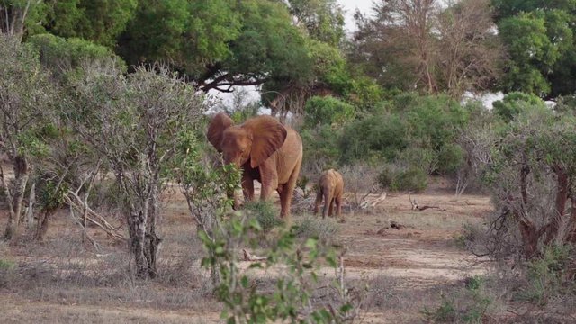 Majestic Red Elephant In Tsavo East National Park In Kenya. Wide Shot, Slow Motion Footage Of Elephant Picking Up Food With His Trunk. With Young / Small Elephant Calf By His Side.