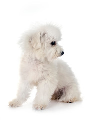 Bichon Frise in studio