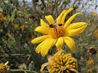 bee on flower