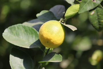 Lemon. Ripe Lemons hanging on tree. Growing Lemon. Lemon garden,