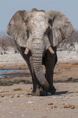 Fototapeta na wymiar Big elephant bull, Etosha national park, Namibia, Africa