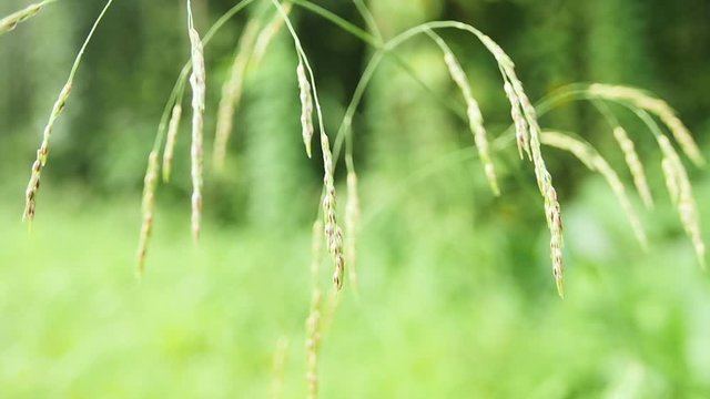 Herbs in the wind