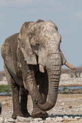 Fototapeta premium Big elephant bull, Etosha national park, Namibia, Africa