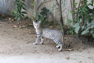 cute little cat in the garden.Cat looking at camera, selective focus