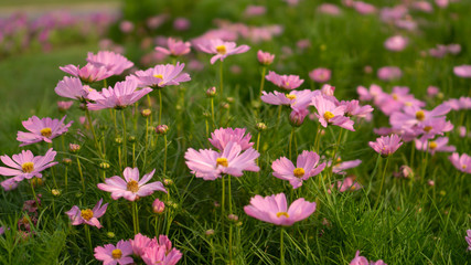 Field of beautiful pink petals of Cosmos flowers blossom on green leaves and small bud in a park , on blurred background