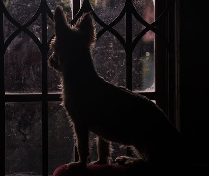 Dark moody image of a small dog on a sofa looking through a window on a rainy day image with copy space