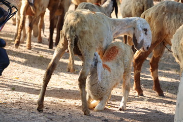 Mother Sheep Feeding Milk to its kid