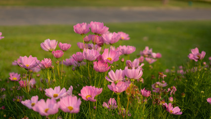 Fototapeta premium Field of pretty pink petals of Cosmos flowers blossom on green leaves, small bud in a park , blurred lawn, walkway on background