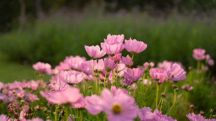 Field of pretty pink petals of Cosmos flowers blossom on green leaves, small bud in a park , blurred lawn, walkway on background