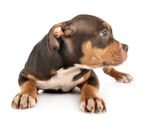 Obraz premium american bully in studio