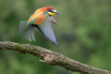 The incredible Bee eater in flight (Merops apiaster)