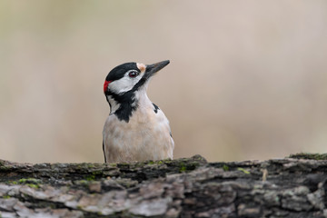 Naklejka premium Face to face with the Great spotted woodpecker (Dendrocopos major)