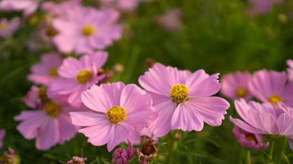 Field of pretty pink petals of Cosmos flowers blossom on green leaves, small bud in a park , blurred  background
