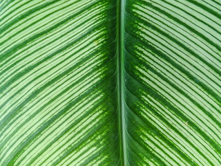 Fototapeta premium Calathea cv. Sanderiana leaf for background.