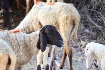 Sheep in nature on meadow. Farming outdoor.Portrait of family sheep in the farm.Group of sheep ready to follow