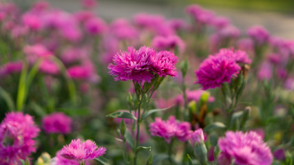 Obraz premium Field of beautiful pink petals of Carnation flower blossom on green leaves blurred background, known as Clove pink