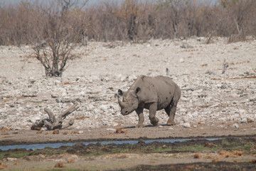 Fototapeta premium Black rhinoceros at the waterhole, Etosha national park, Namibia, Africa