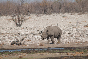 Black rhinoceros at the waterhole, Etosha national park, Namibia, Africa