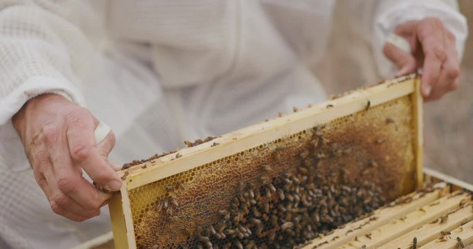Man in a beekeeping suit pulling out a honeycomb tray with honeybees from a beehive, beekeeper preparing to harvest honey