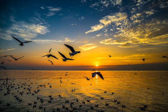  Birds flying in the beautiful evening sky with the sunset as a computer screen background