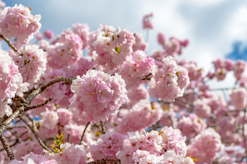 庭園の桜