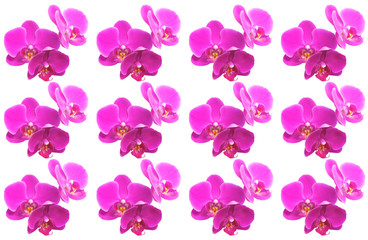 Obraz na płótnie Canvas Pink orchids all over the frame. Top view.
