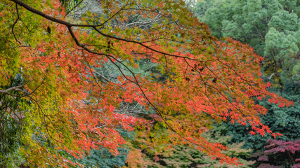 鮮やかな木の葉