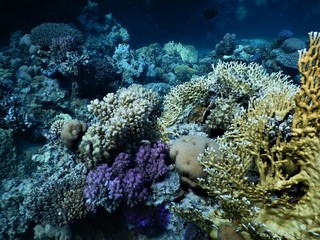 Koral morza czerwonego nurkowanie podwodne