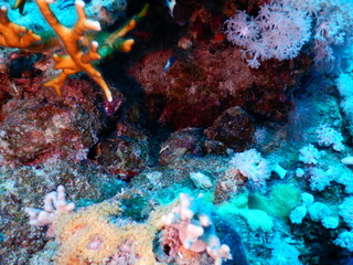 koral morski morza czerwonego nurkowanie podwodne - obrazy, fototapety, plakaty