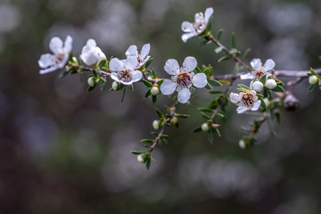 New Zealand Native Manuka Flowers