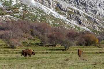Bisontes europeos pastando en la pradera de montaña. Bison bonasus. Cordillera Cantábrica, España.
