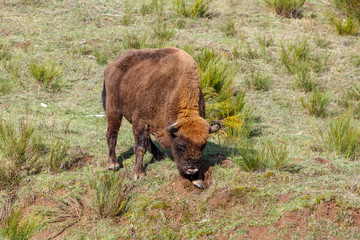 Enorme macho de bisonte europeo. Bison bonasus. Cordillera Cantábrica, España. © LFRabanedo