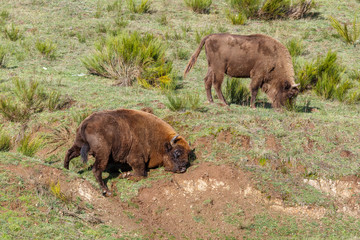 Macho de bisonte europeo revolcándose en la arena y hembra pastando. Bison bonasus. Cordillera Cantábrica, España.