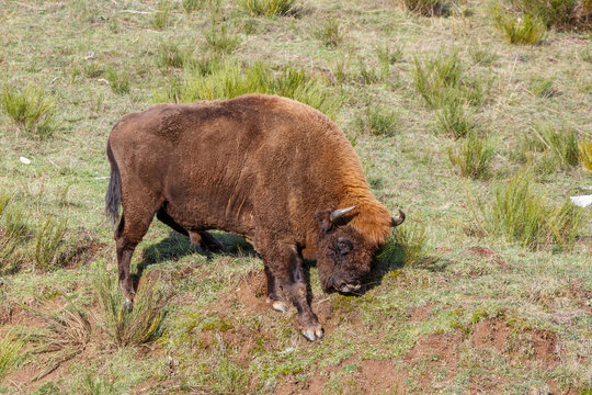 Macho de bisonte europeo. Bison bonasus. Cordillera Cantábrica, España.