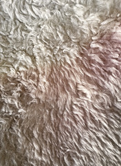 Wool texture