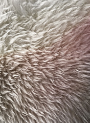Wool texture