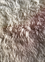 Wool texture
