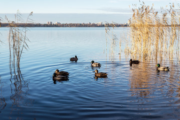 ducks quietly float on a forest lake