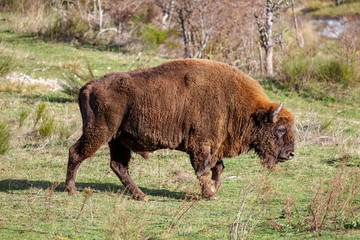 Enorme macho de bisonte europeo desplazándose por la pradera. Bison bonasus. Cordillera Cantábrica, España.