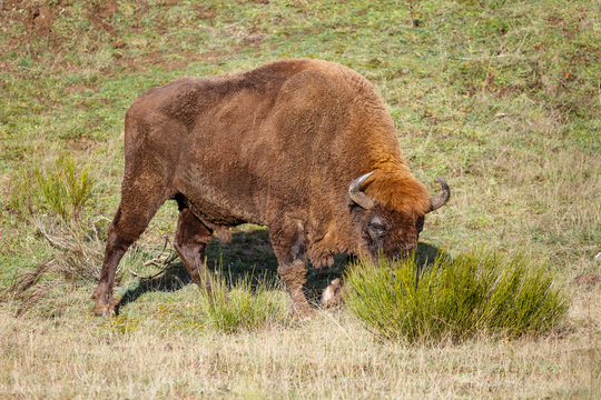 Bison bonasus. Macho de bisonte europeo. Cordillera Cantábrica, España.