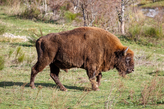 Enorme macho de bisonte europeo desplaz&aacute;ndose por la pradera. Bison bonasus. Cordillera Cant&aacute;brica, Espa&ntilde;a.