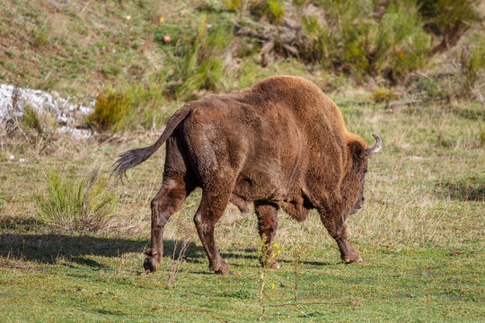 Enorme macho de bisonte europeo visto lateralmente. Bison bonasus. Cordillera Cantábrica, España.